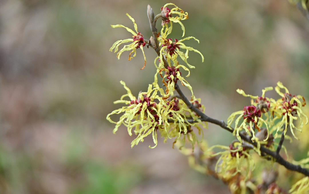 Witch hazel plant.